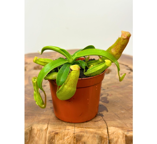 Nepenthes (Pianta tropicale) "Miranda" - piccola  | ø 8,5 cm x ↕ 5 cm