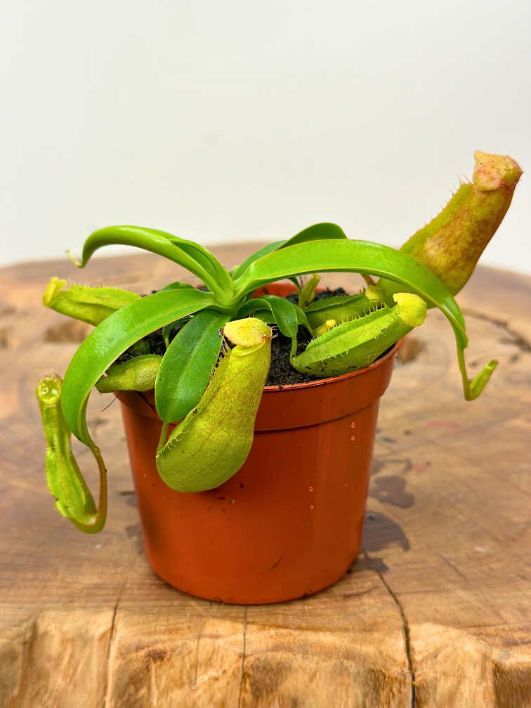 Nepenthes (Kannenpflanze) "Miranda" - klein | ø 8,5 cm x ↕ 5 cm