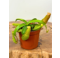 Nepenthes (Pianta tropicale) "Miranda" - piccola  | ø 8,5 cm x ↕ 5 cm