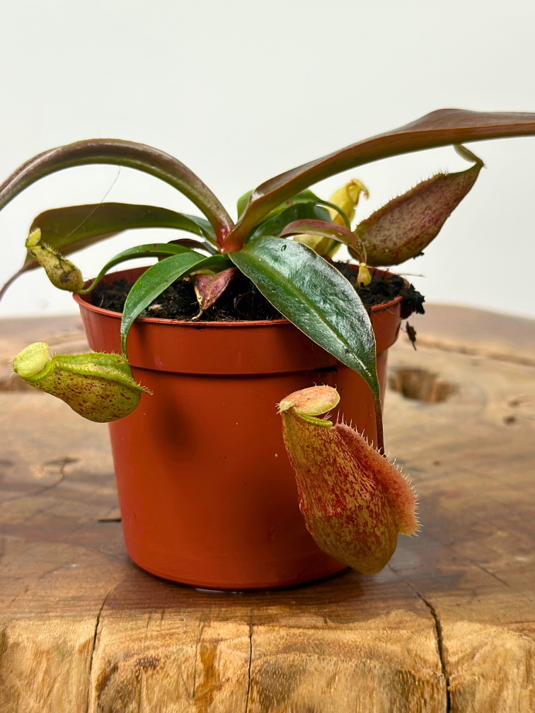 Nepenthes "x Suki" - pequeña  | ø 8,5 cm x ↕ 5 cm