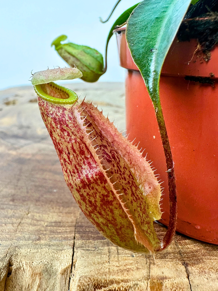 Nepenthes (Pianta tropicale) "x Suki" - piccola  | ø 8,5 cm x ↕ 5 cm
