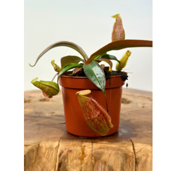 Nepenthes "x Suki" - pequeña  | ø 8,5 cm x ↕ 5 cm
