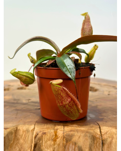 Nepenthes "x Suki" - liten  | ø 8,5 cm x ↕ 5 cm