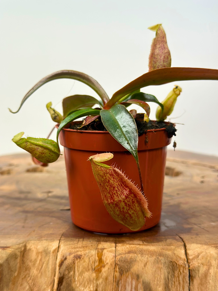 Nepenthes (Kannenpflanze) "x Suki" - klein | ø 8,5 cm x ↕ 5 cm