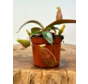Nepenthes (Kannenpflanze) "x Suki" - klein | ø 8,5 cm x ↕ 5 cm