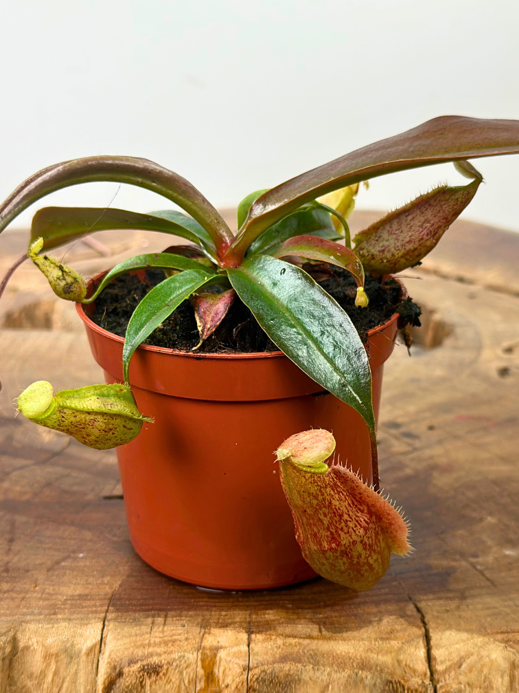 Nepenthes (Pianta tropicale) "x Suki" - piccola  | ø 8,5 cm x ↕ 5 cm