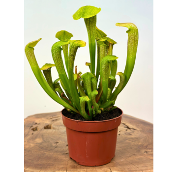 Pitcher plant ‘Hummer's Hammerhead’ - large | ø 12 cm x ↕ 15 cm