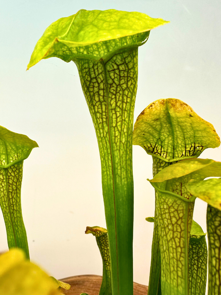 Pitcher plant ‘Hummer's Hammerhead’ - large | ø 12 cm x ↕ 15 cm