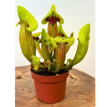 Schlauchpflanze „Fonn“ – groß | ø 12 cm x ↕ 15 cm