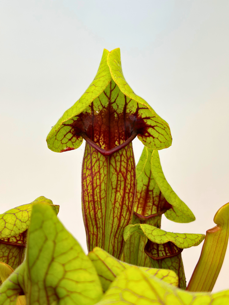 Pitcher plant ‘Fonn’ - large | ø 12 cm x ↕ 15 cm