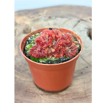 Drosera "Capillaris x Spathulata" | ø 8,5 cm x ↕ 5 cm