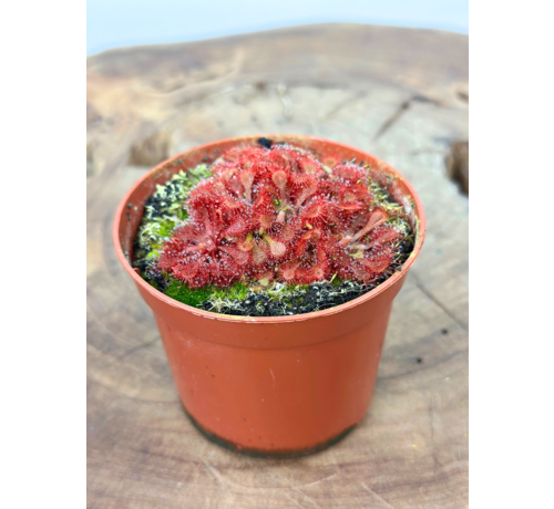 Drosera (Sileshår) "Capillaris x Spathulata" | ø 8,5 cm x ↕ 5 cm