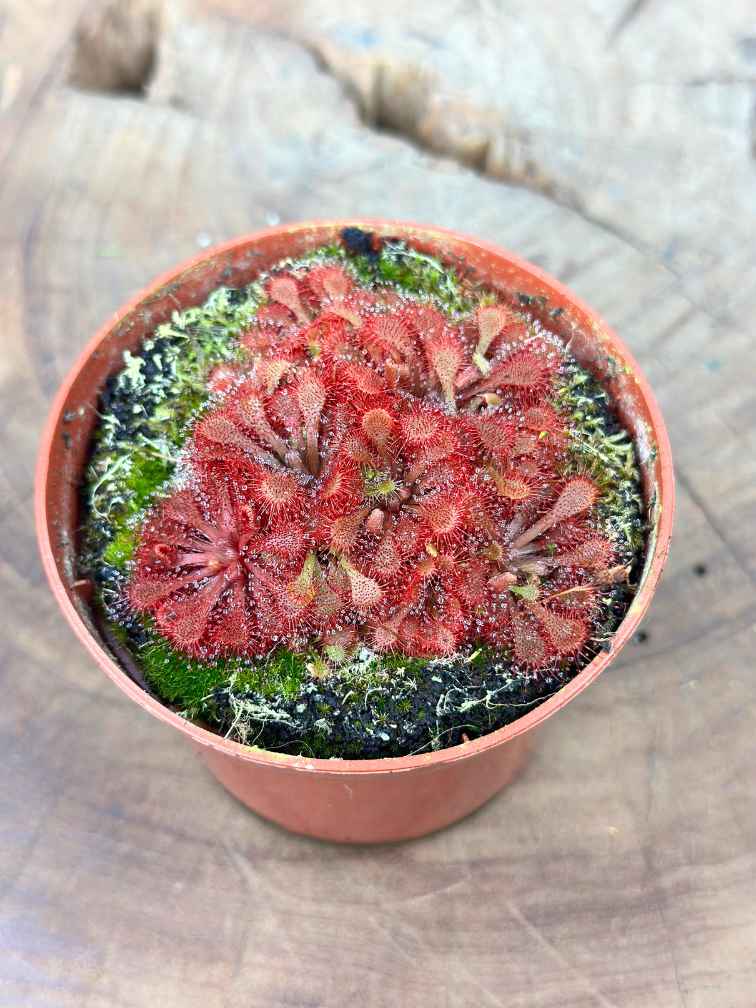 Drosera (Sundew) "Capillaris x Spathulata" | ø 8,5 cm x ↕ 5 cm
