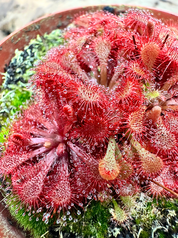 Drosera (Sonnentau) "Capillaris x Spathulata" | ø 8,5 cm x ↕ 5 cm