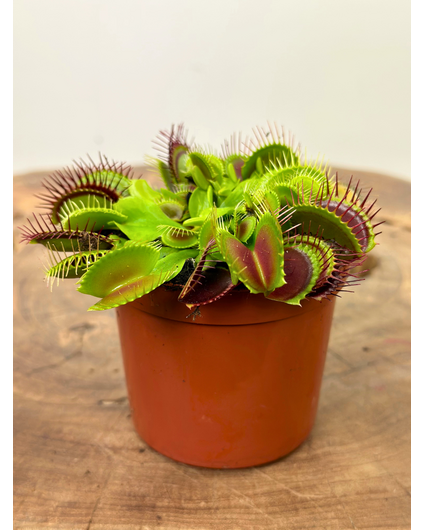 Dionaea Muscipula "G14" | ø 8,5 cm x ↕ 5-10 cm