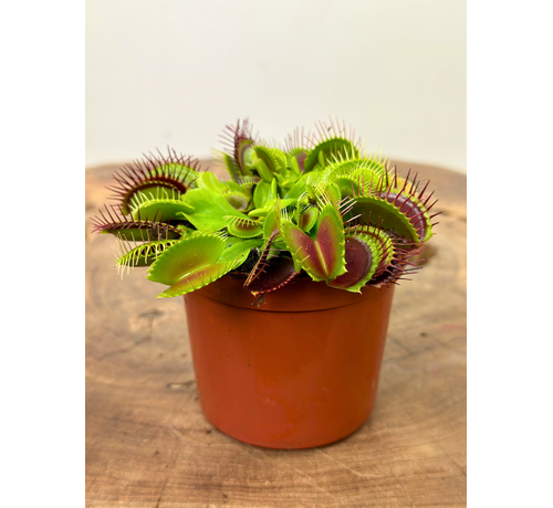 Dionaea Muscipula (Venus fly trap) "G14 Dirk Ventham’s Giant" | ø 8,5 cm x ↕ 5-10 cm