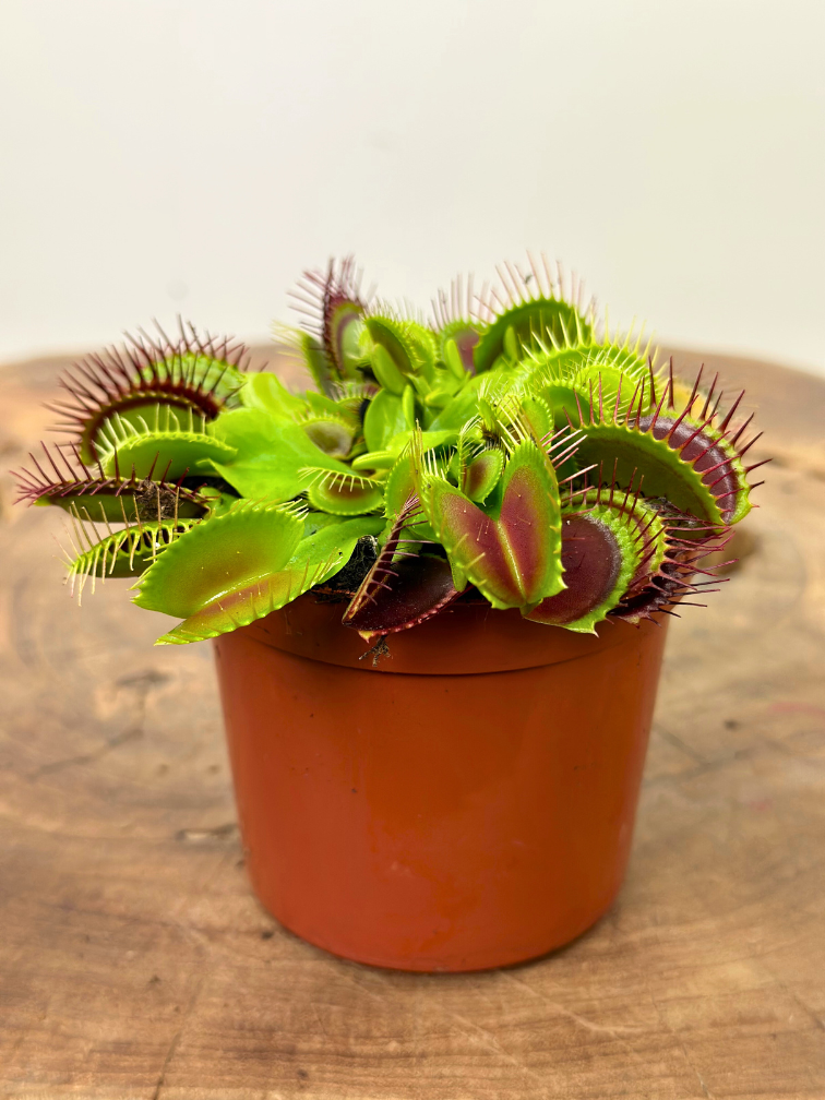 Dionaea Muscipula "G14 Dirk Ventham’s Giant" | ø 8,5 cm x ↕ 10 cm