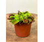 Dionaea Muscipula (Venus flugfälla) "G14 Dirk Ventham’s Giant" | ø 8,5 cm x ↕ 5-10 cm