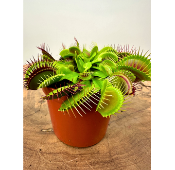 Venus flugfälla "G14" | ø 8,5 cm x ↕ 10 cm