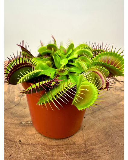 Venus atrapamoscas "G14" | ø 8,5 cm x ↕ 5-10 cm
