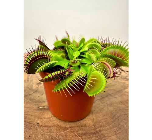 Dionaea Muscipula (Attrape mouche) "G14 Dirk Ventham’s Giant" | ø 8,5 cm x ↕ 10 cm