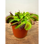 Dionaea Muscipula "G14" | ø 8,5 cm x ↕ 5-10 cm