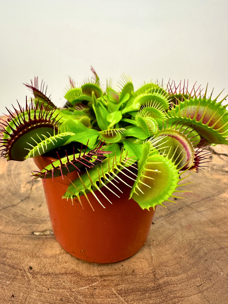 Dionaea Muscipula "G14 Dirk Ventham’s Giant" | ø 8,5 cm x ↕ 10 cm