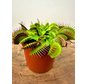 Dionaea Muscipula (Venusfliegenfalle) "G14 Dirk Ventham’s Giant" | ø 8,5 cm x ↕ 10 cm
