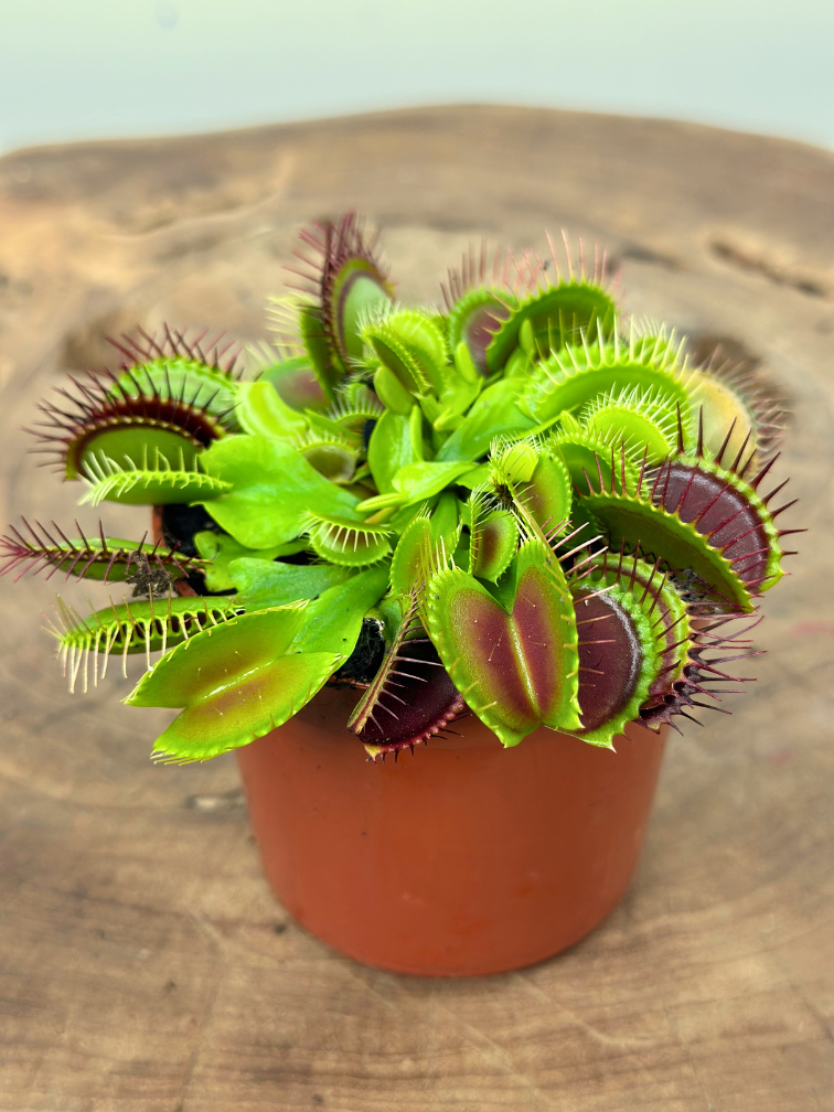 Dionaea Muscipula "G14 Dirk Ventham’s Giant" | ø 8,5 cm x ↕ 10 cm