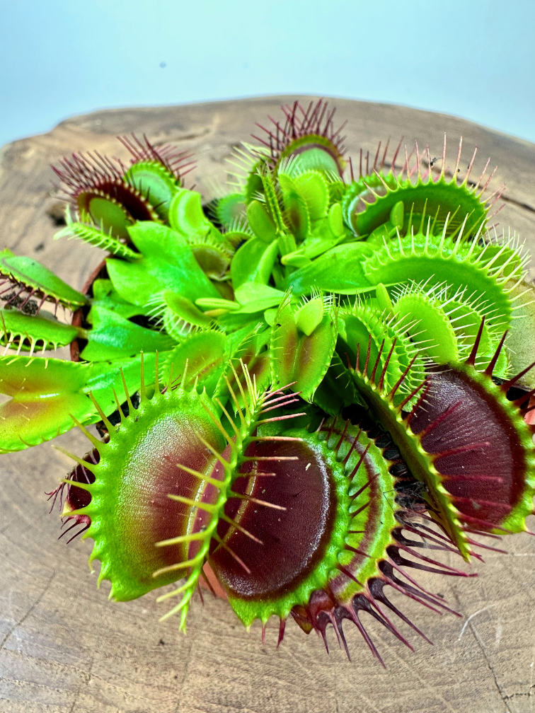 Dionaea Muscipula "G14 Dirk Ventham’s Giant" | ø 8,5 cm x ↕ 10 cm
