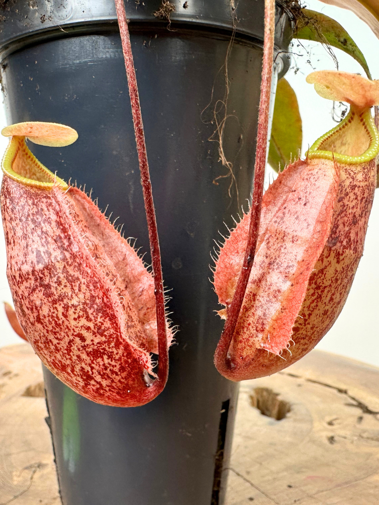Nepenthes (Pianta tropicale) "x Suki" - grande | ø 12 cm x ↕ 15 cm