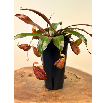 Nepenthes "x Suki" - stor | ø 12 cm x ↕ 15 cm