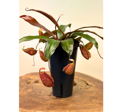 Nepenthes (Kannenpflanze) "x Suki" - groß | ø 12 cm x ↕ 15 cm