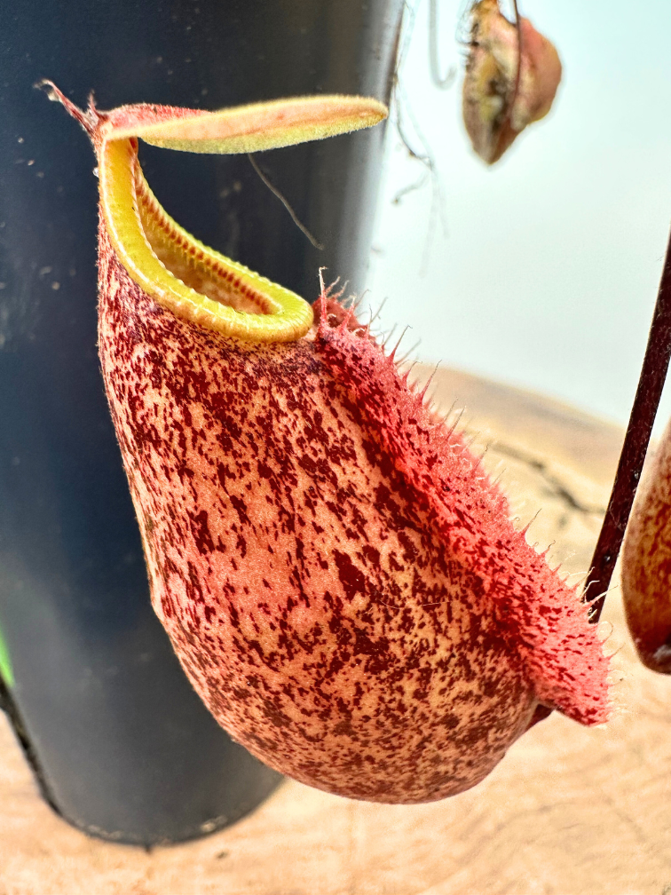 Nepenthes (Pianta tropicale) "x Suki" - grande | ø 12 cm x ↕ 15 cm