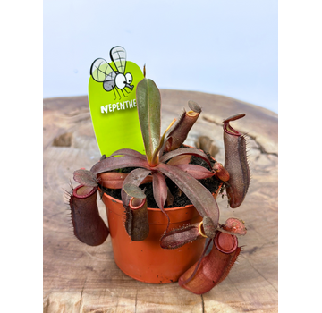 Plante à cupules "Rebecca Soper" | ø 8,5 cm x ↕ 5 cm
