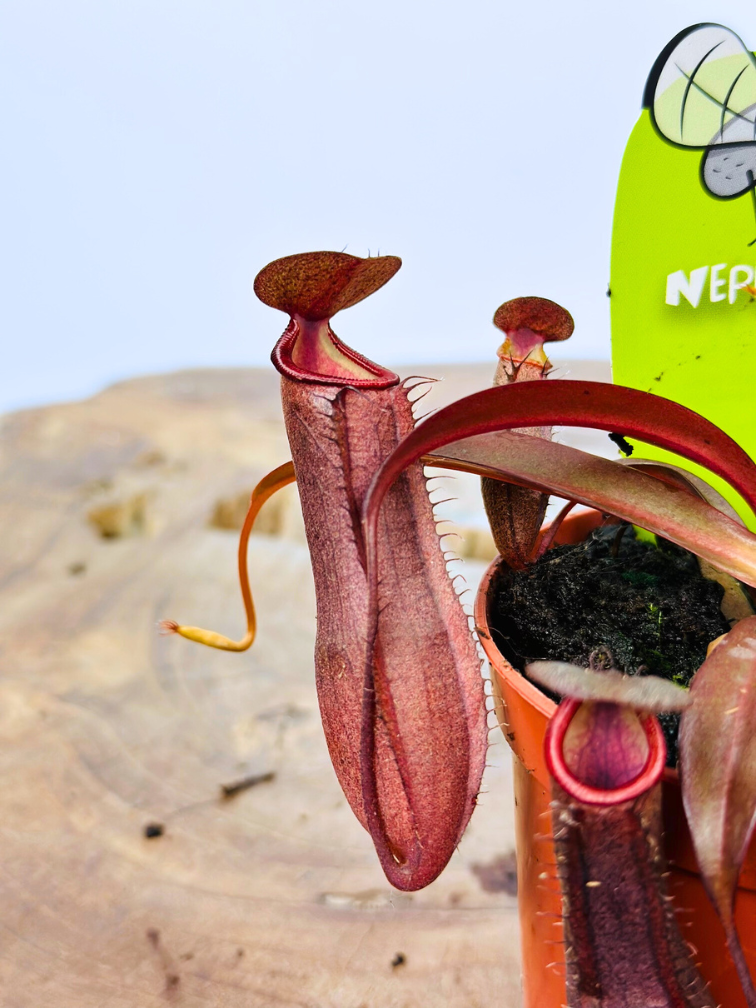 Plante à cupules "Rebecca Soper" | ø 8,5 cm x ↕ 5 cm