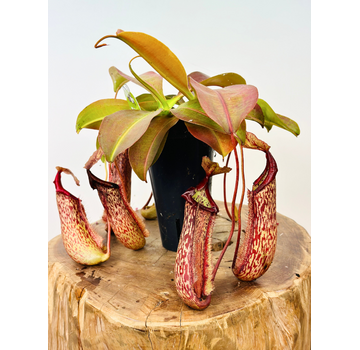 Nepenthes "Miranda" - grande | ø 12 cm x ↕ 15 cm