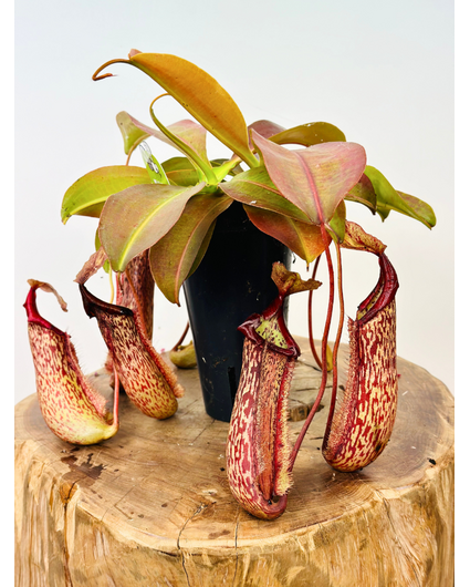 Nepenthes "Miranda" - large | ø 12 cm x ↕ 15 cm