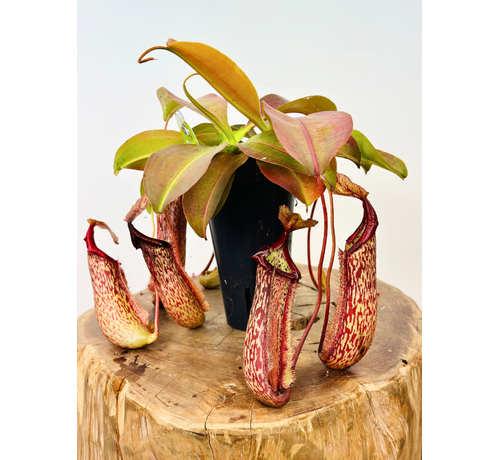 Nepenthes (Kannenpflanze) "Miranda" - groß | ø 12 cm x ↕ 15 cm