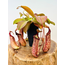 Nepenthes "Miranda" - grande | ø 12 cm x ↕ 15 cm