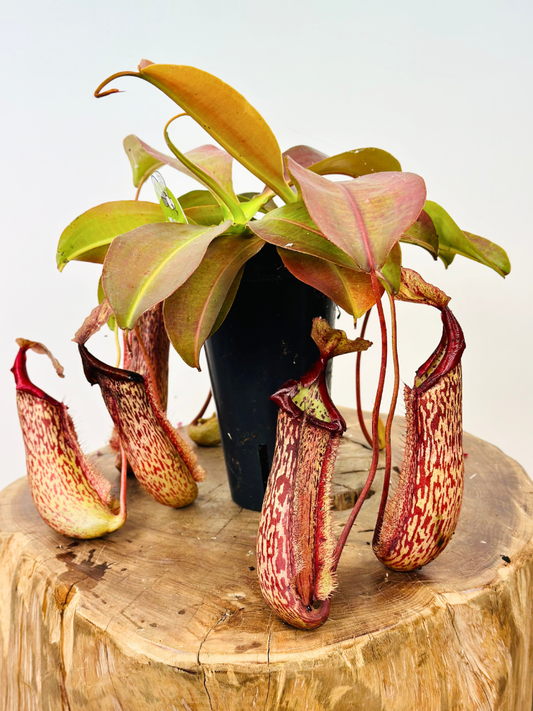 Nepenthes (Kannenpflanze) "Miranda" - groß | ø 12 cm x ↕ 15 cm