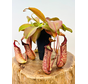 Nepenthes (Pitcher plant) "Miranda" - stor | ø 12 cm x ↕ 15 cm