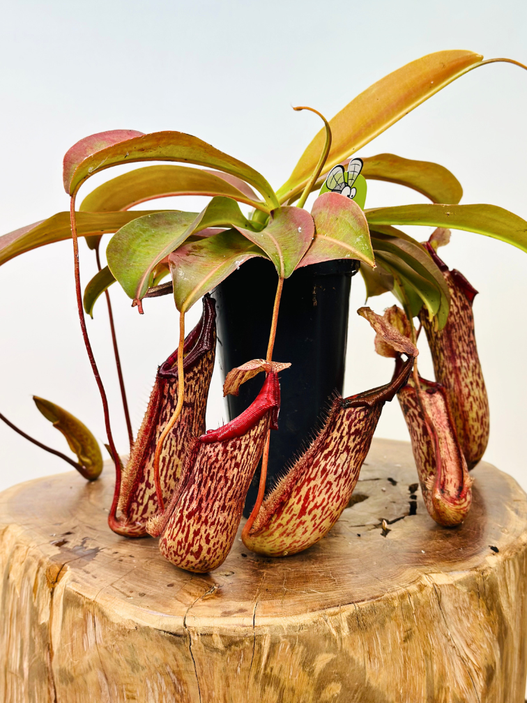 Nepenthes (Pianta tropicale) "Miranda" - grande | ø 12 cm x ↕ 15 cm