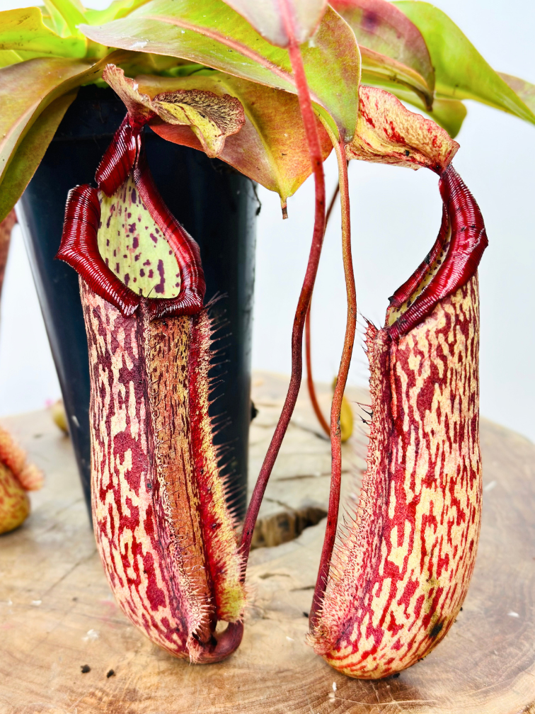 Nepenthes (Pitcher Plant) "Miranda" - large | ø 12 cm x ↕ 15 cm