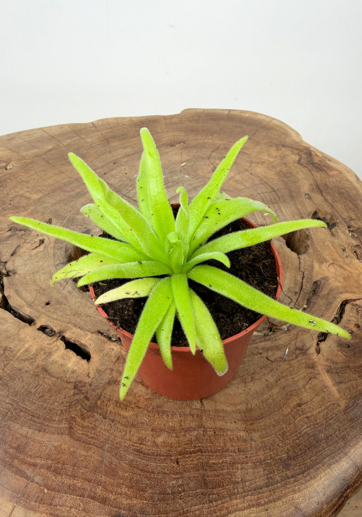 Pinguicula "Aphrodite" | ø 8,5 cm x ↕ 10 cm