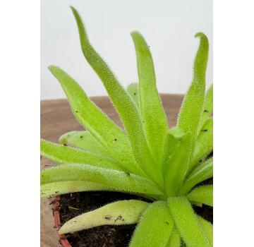 Pinguicula "Aphrodite" | ø 8,5 cm x ↕ 10 cm
