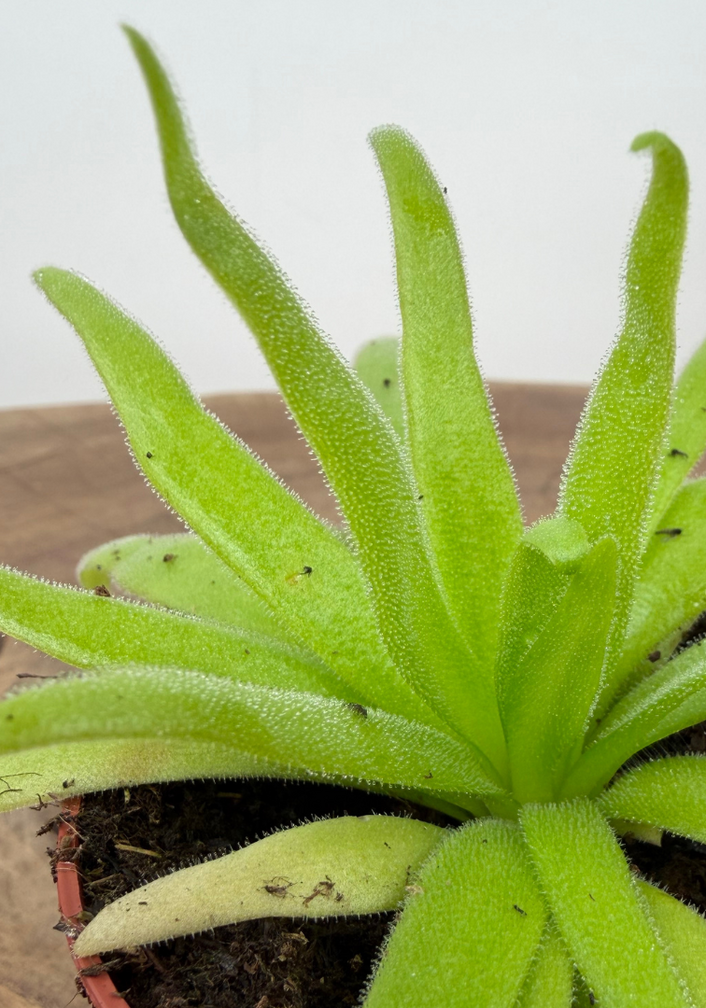 Pinguicula "Aphrodite" | ø 8,5 cm x ↕ 10 cm