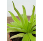 Pinguicula "Aphrodite" | ø 8,5 cm x ↕ 10 cm