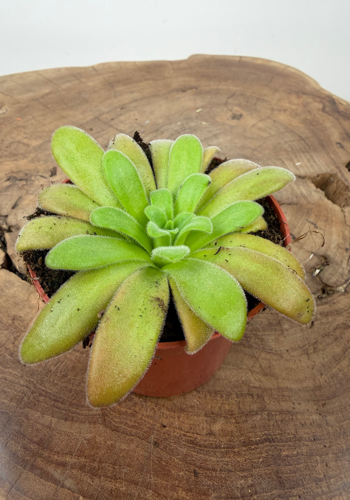 Pinguicula "Gypsicola x Agnata" | ø 8,5 cm x ↕ 10 cm