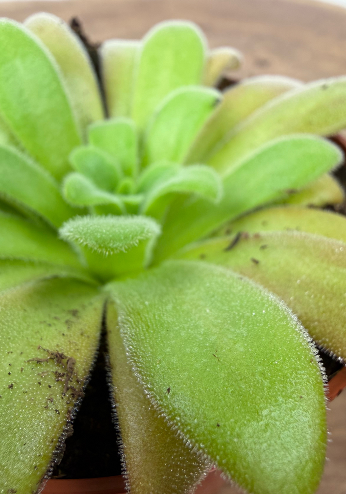 Pinguicula "Gypsicola x Agnata" | ø 8,5 cm x ↕ 10 cm